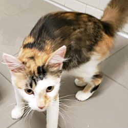 Thumbnail photo of Caitlin - Adopted! #3