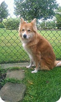 shiba collie mix