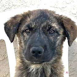Thumbnail photo of Peluchita (CP) Foster or Adopt Me! #1