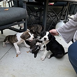 Thumbnail photo of Steve (Mary’s Pound Pups) #3