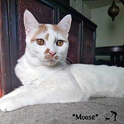 Thumbnail photo of Moose #1