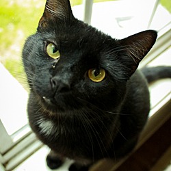 Thumbnail photo of Salem #1