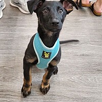 adopt a pet