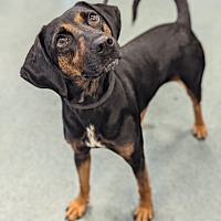 adopt a pet