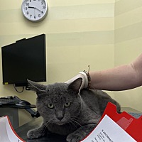 adopt a pet