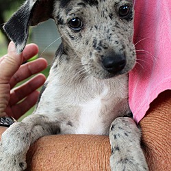 Thumbnail photo of Lexie~adopted! #4