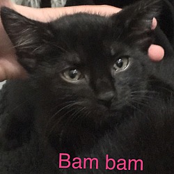 Photo of Bam Bam