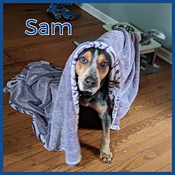 Thumbnail photo of Sam #2