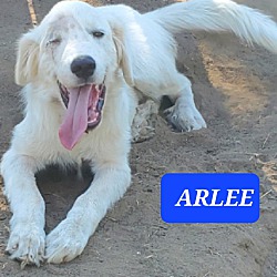 Thumbnail photo of ARLEE #1