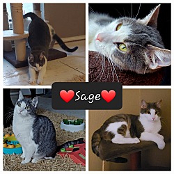 Thumbnail photo of Sage #2