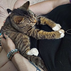 Photo of Aubie