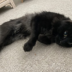 Photo of Loki