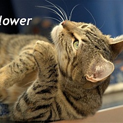 Photo of Flower