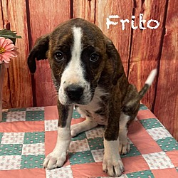 Photo of Frito ( Available 5/18/24)