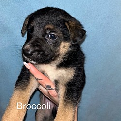 Photo of Broccoli (pending adoption)