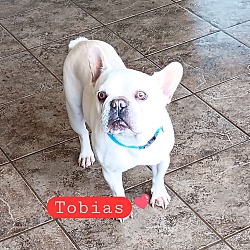 Photo of Tobias
