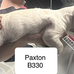 Thumbnail photo of Paxton B330 #2