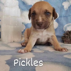 Thumbnail photo of Pickles #3