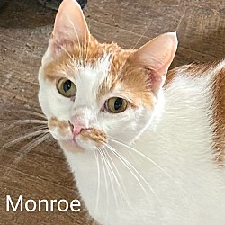 Thumbnail photo of Monroe #1