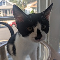 adopt a pet