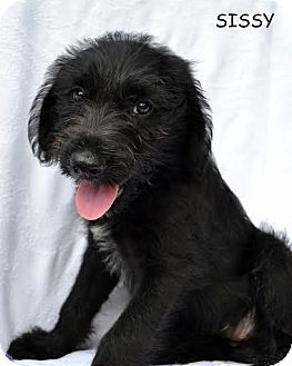 old english sheepdog lab mix puppies