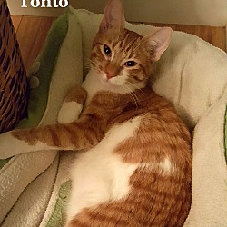 Thumbnail photo of Tonto #1