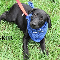 Thumbnail photo of sinker in CT #1