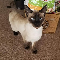 Thumbnail photo of Cup Cake-Choc Pt Siamese #2