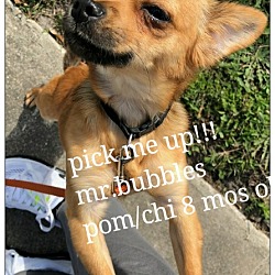 Thumbnail photo of Mr.Bubbles #1