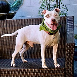 Thumbnail photo of Handsome Blanco-DEAF #1