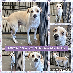 Ghost Town Dog Rescue in Mesa, Arizona