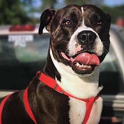 hearts for paws rescue