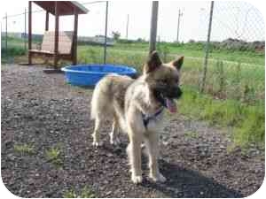 maltese german shepherd mix