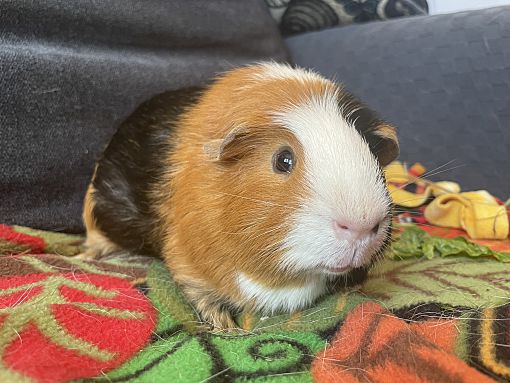 Salisbury, MA - Guinea Pig. Meet Grommet a Pet for Adoption - AdoptaPet.com