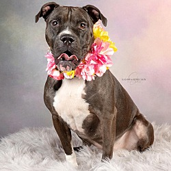 Photo of Juno