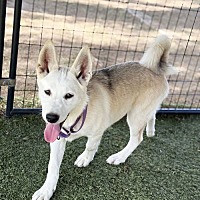 adopt a pet