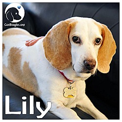 Thumbnail photo of Lily #1
