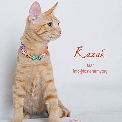 Thumbnail photo of Kazak #1