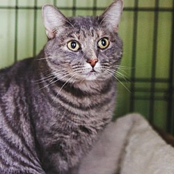 Available Pets At Crafty Cat Rescue In Ann Arbor Michigan