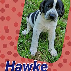 Photo of Hawke