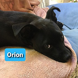 Thumbnail photo of Orion #4