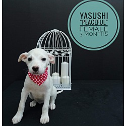 Thumbnail photo of Yasushi #1