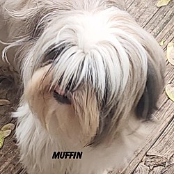 Thumbnail photo of Muffin #4