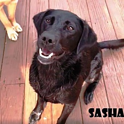 Thumbnail photo of Sasha #4