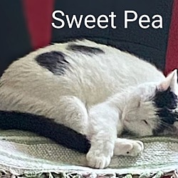 Thumbnail photo of Sweet Pea #2