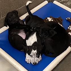Photo of B.c. Lab Puppies