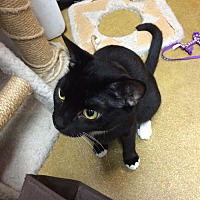 adopt a pet