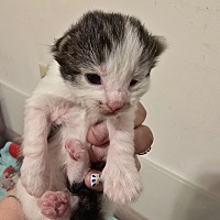 Adopt A Pet :: Dozey - Leonardtown, MD