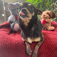 adopt a pet