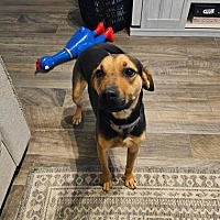 adopt a pet